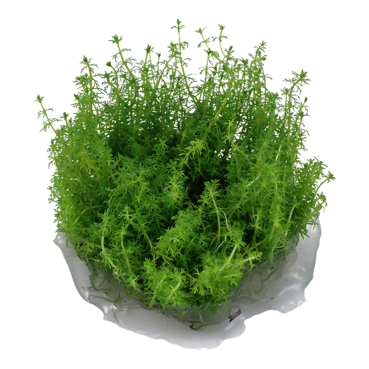 Waterplant Myriophyllum sp. Guyana