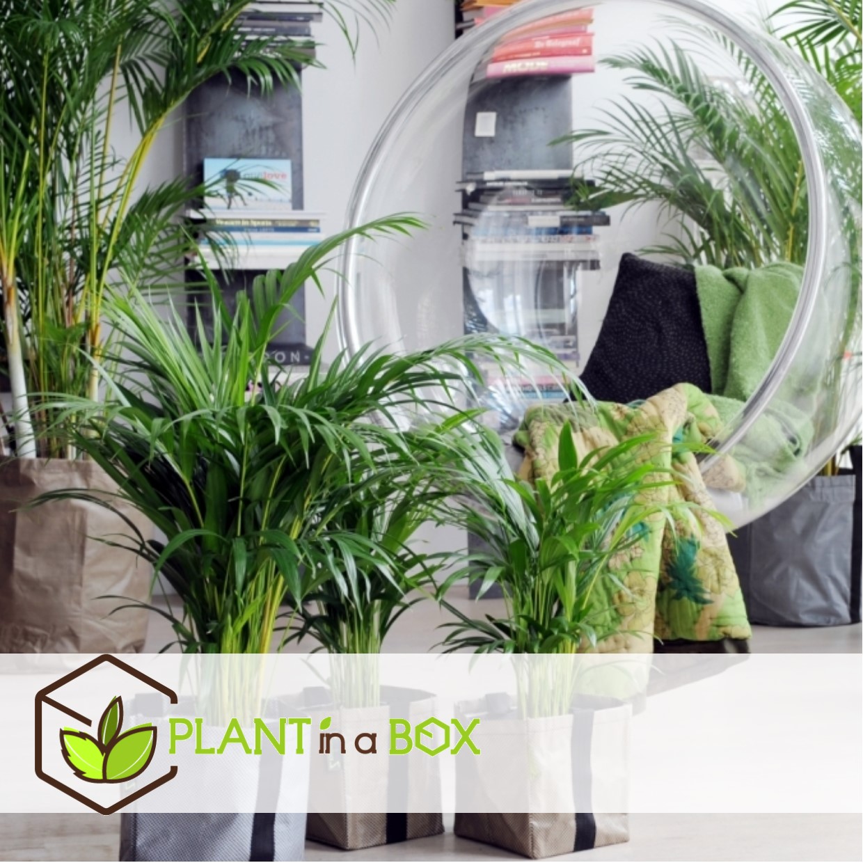 Dypsis lutescens - areca gold palm - pot 21cm - hauteur 100-120cm
