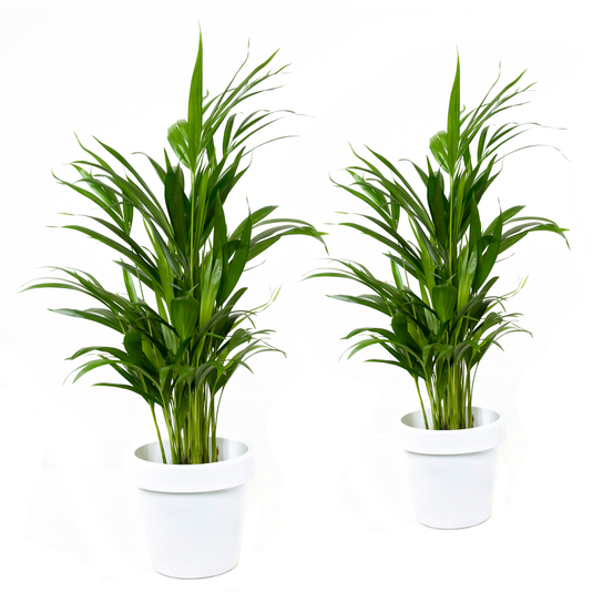 Palmier, Areca Dypsis - pot D.17 cm
