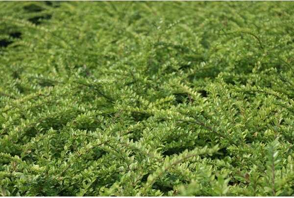 Struikkamperfoelie (Lonicera nitida 'Maigrun') H 30-40 cm