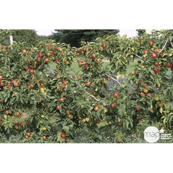 Pommier Reine des Reinettes : ½ tige, 4-5 ans, H 170-180 cm POT 15L