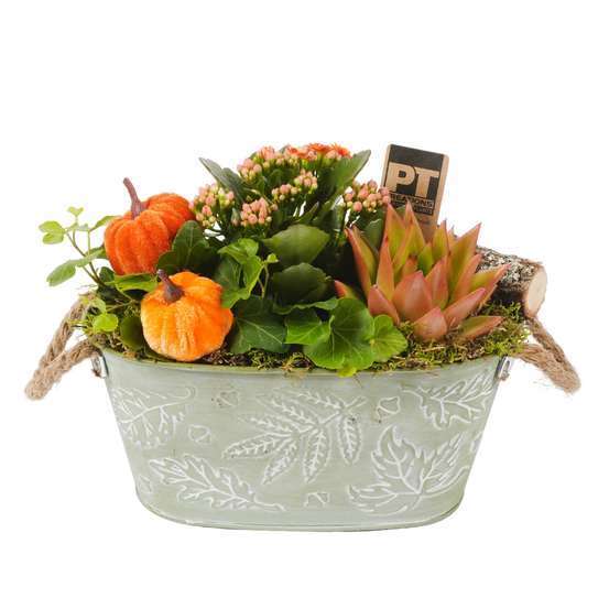 Compo pot zinc Automne : plantes vertes et fleuries. D23x H22cm
