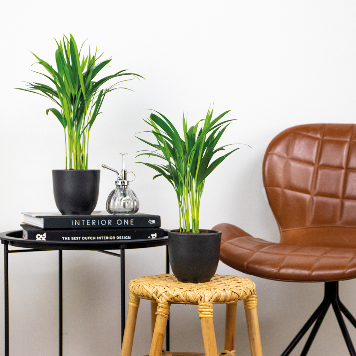 2x dypsis lutescens - palmier dorés - plante d'intérieur - entretien facile – ⌀12 cm - ↕20-25 cm