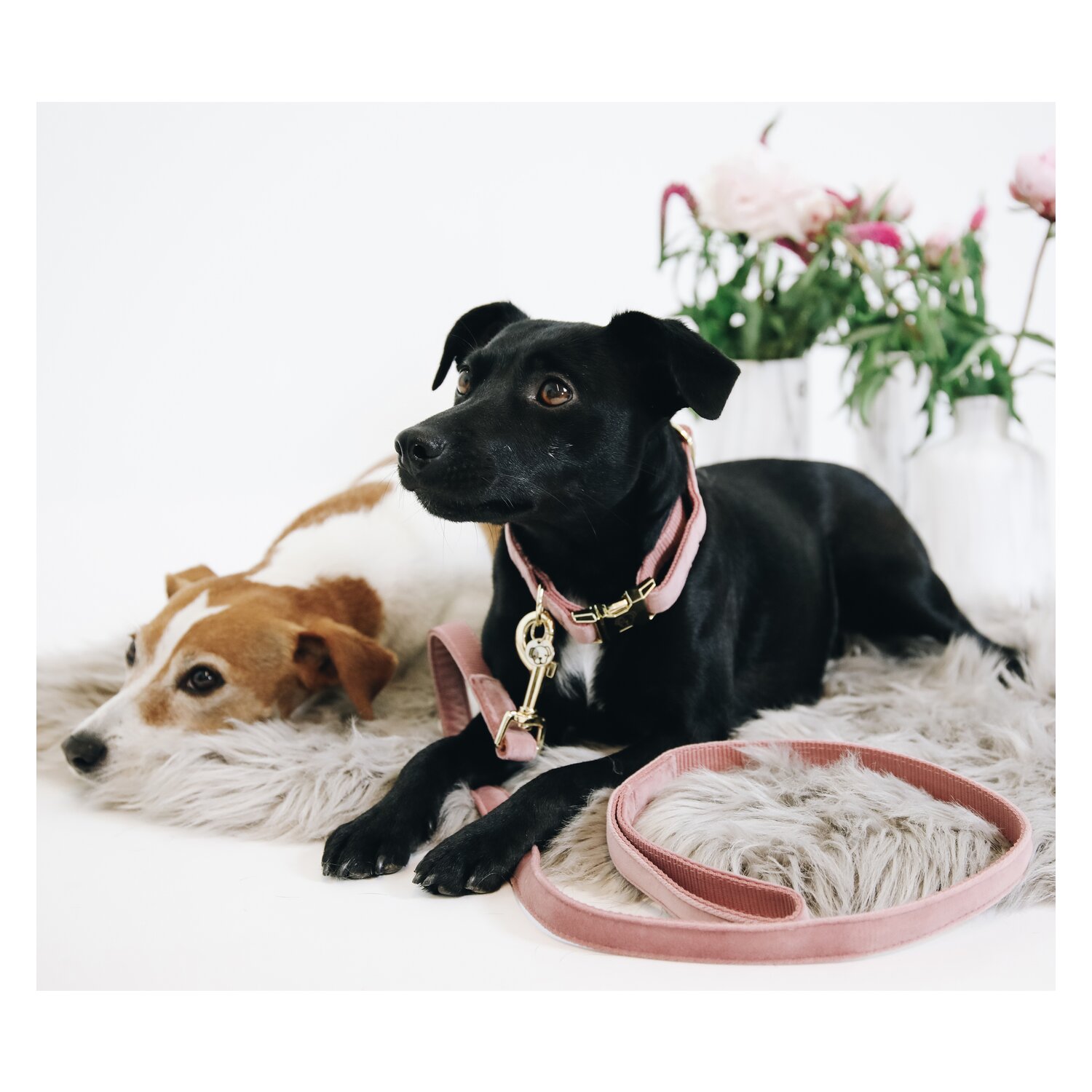 KENTUCKY DOGWEAR Hundeleine Velvet  - old rose
