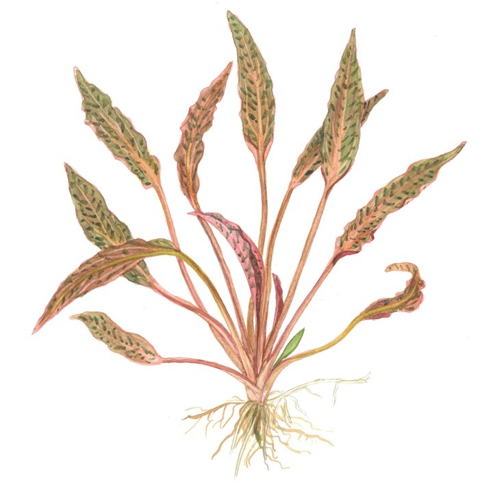 Waterplant Cryptocoryne Nurii