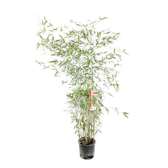 Bambou moyen phyllostachys aureosulcata 'Spectabilis': pot de 7 litres
