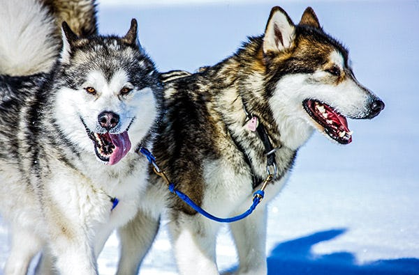 Husky-Familientag in Kollnburg als Geschenkidee
