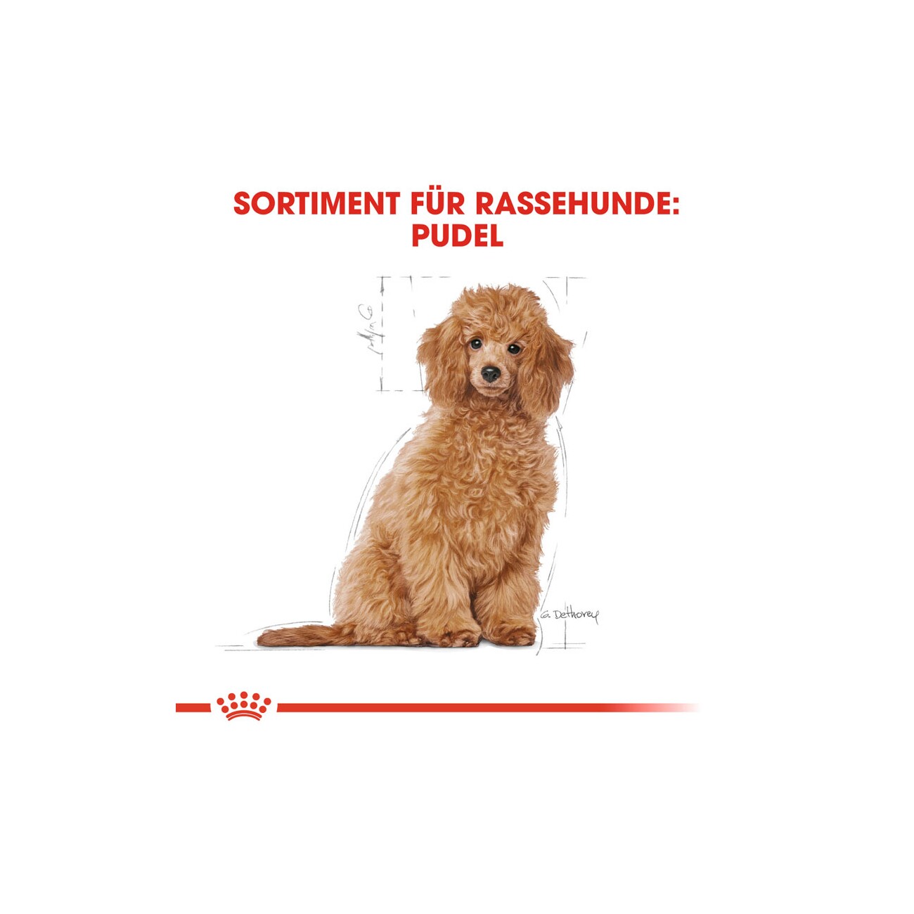 ROYAL CANIN BHN Poodle Puppy 3kg
