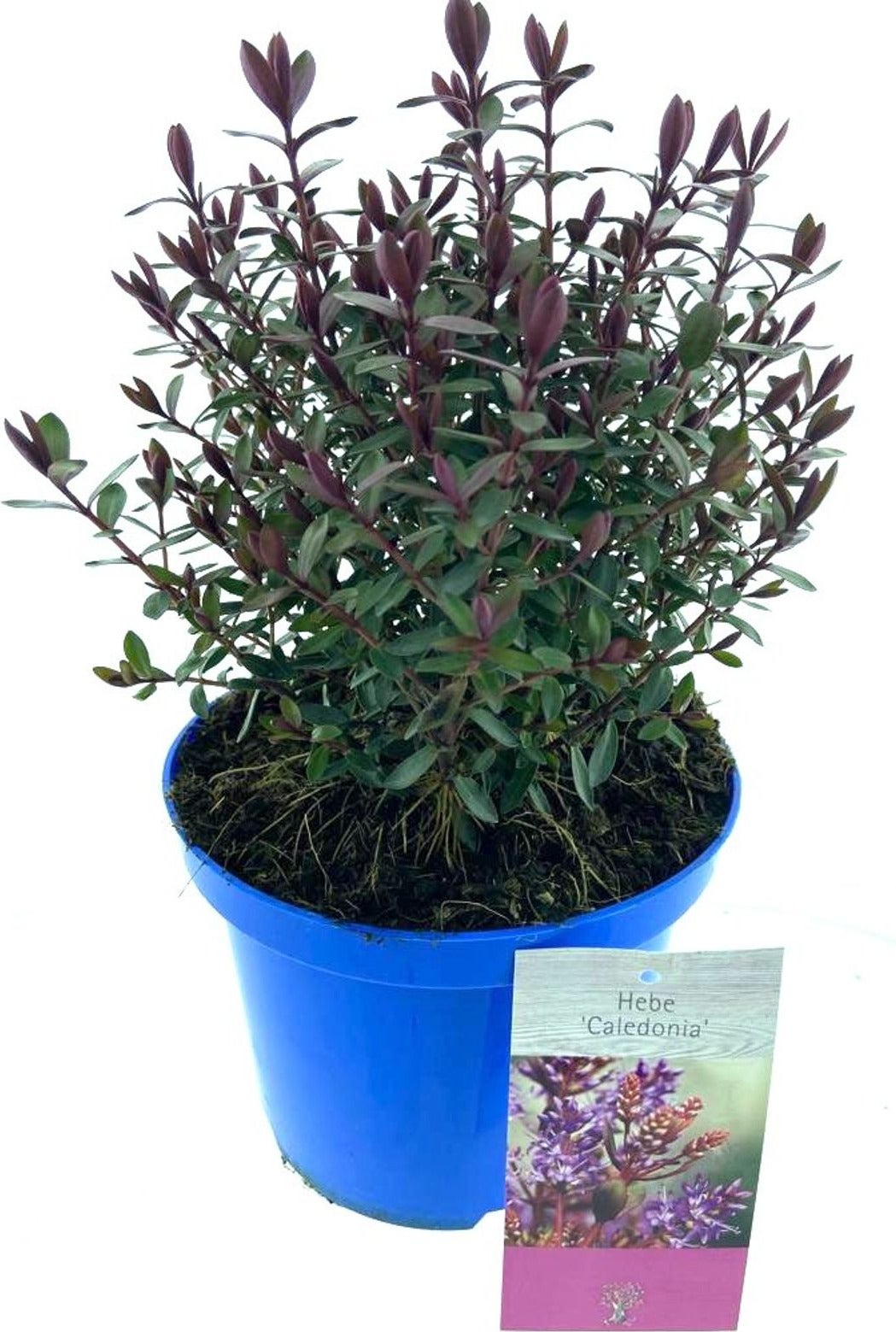 Struikveronica (Hebe 'Caledonia') D 17 H 25 cm