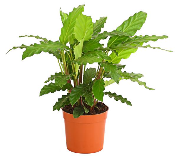 Korbmarante - Calathea 'Tropistar'