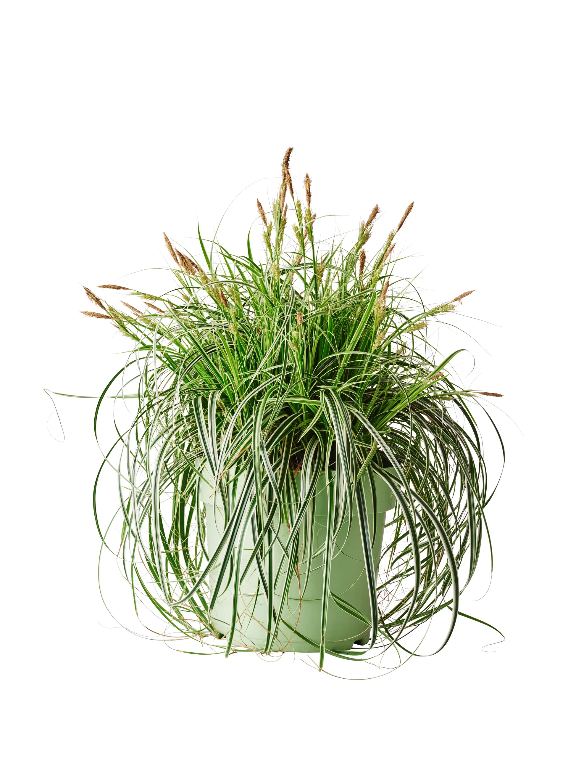 Carex FEATHER FALLS ('Et Crx01') Starr FEATHER FALLS Ø24 cm