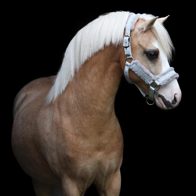 Halster HORSEGEAR HGReno Grijs