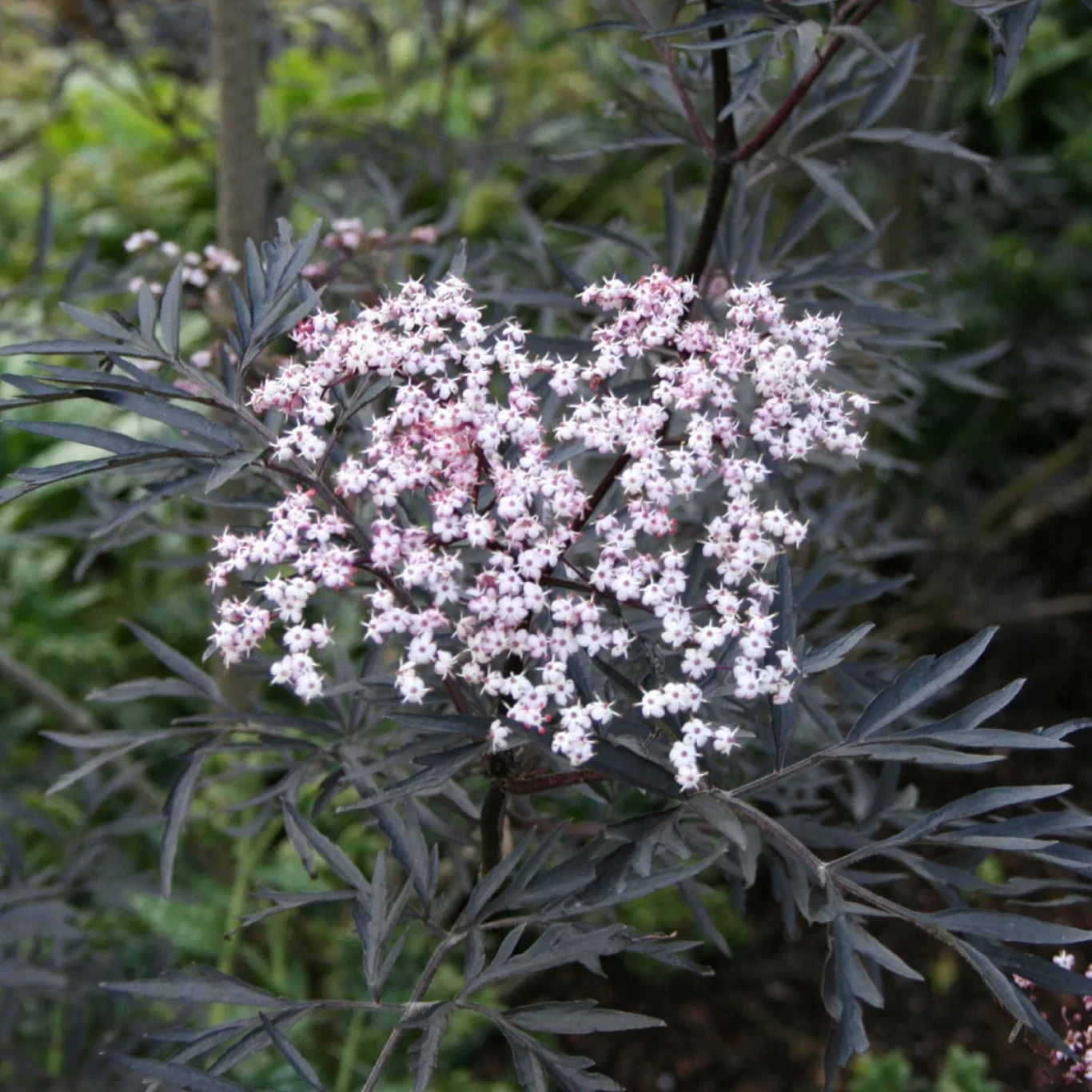 Sambucus nigra f. porphyrophylla BLACK LACE ('Eva') Svarthyll BLACK LACE® XXL Høyde 80-100 cm