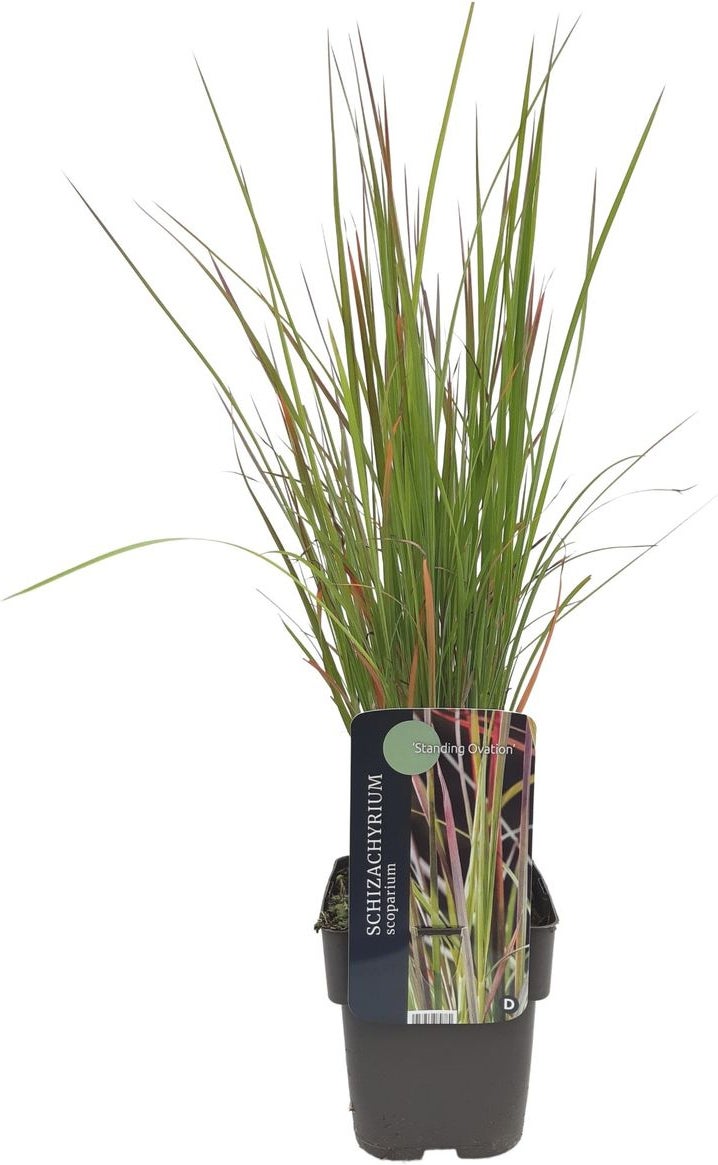 Steppegras (Schizachyrium scoparium 'Standing Ovation') D 17 H 10 cm