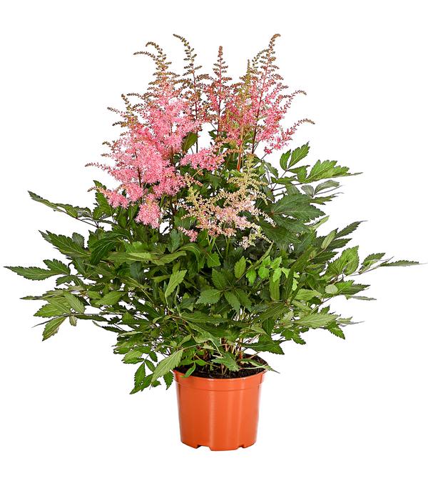 Prachtspiere, Astilbe, verschiedene Sorten