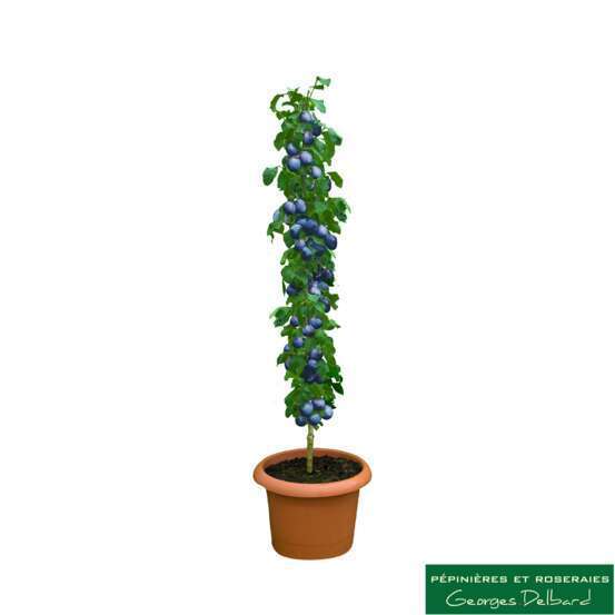 Prunier colonnaire Toronto®