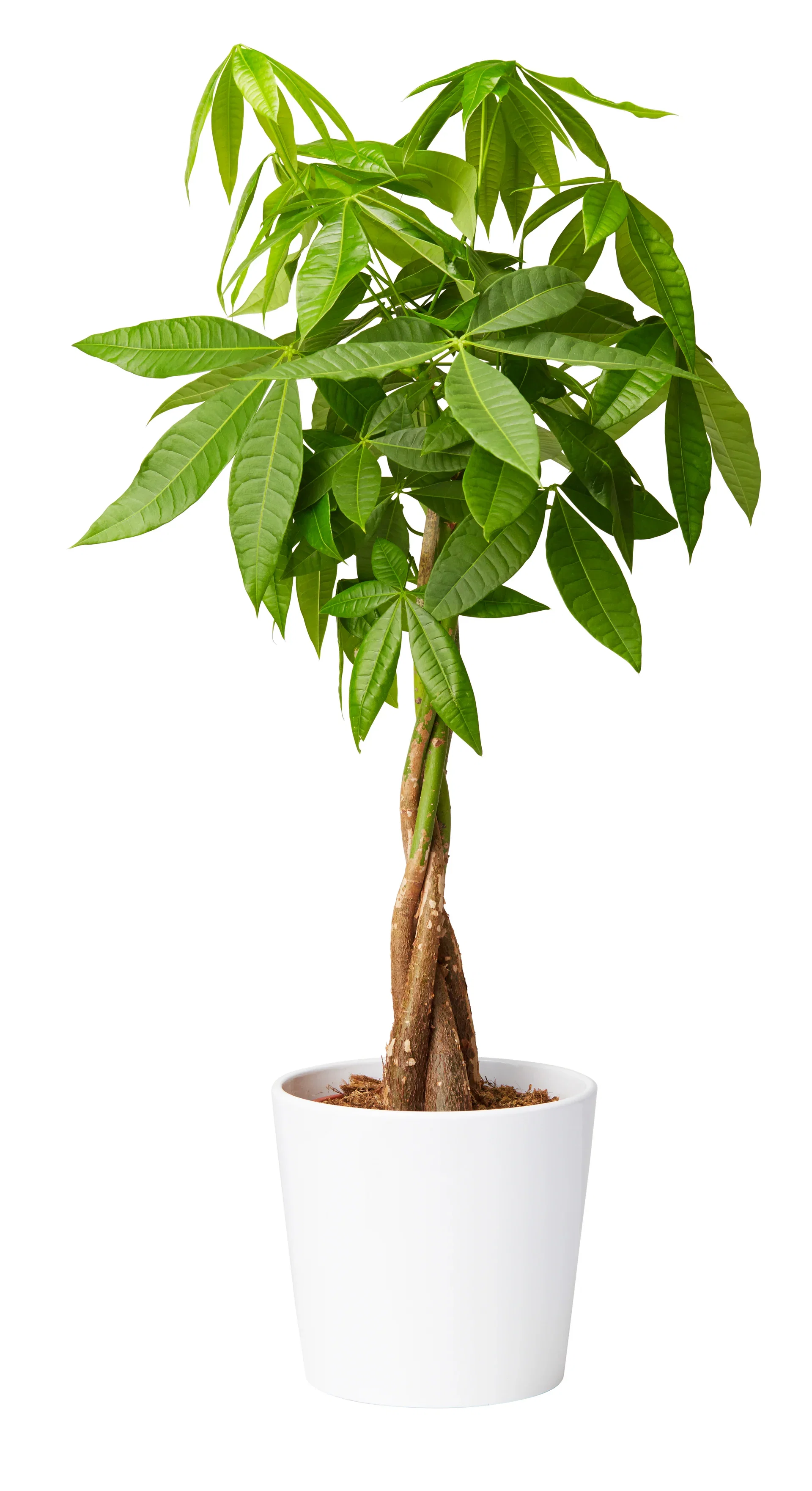 Plantagen Potte Harmoni Ø31 cm