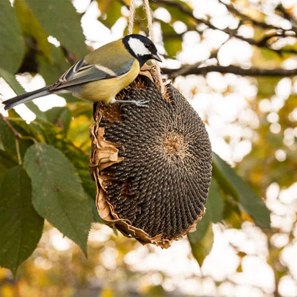 Tournesol séché pour oiseaux 140 gr