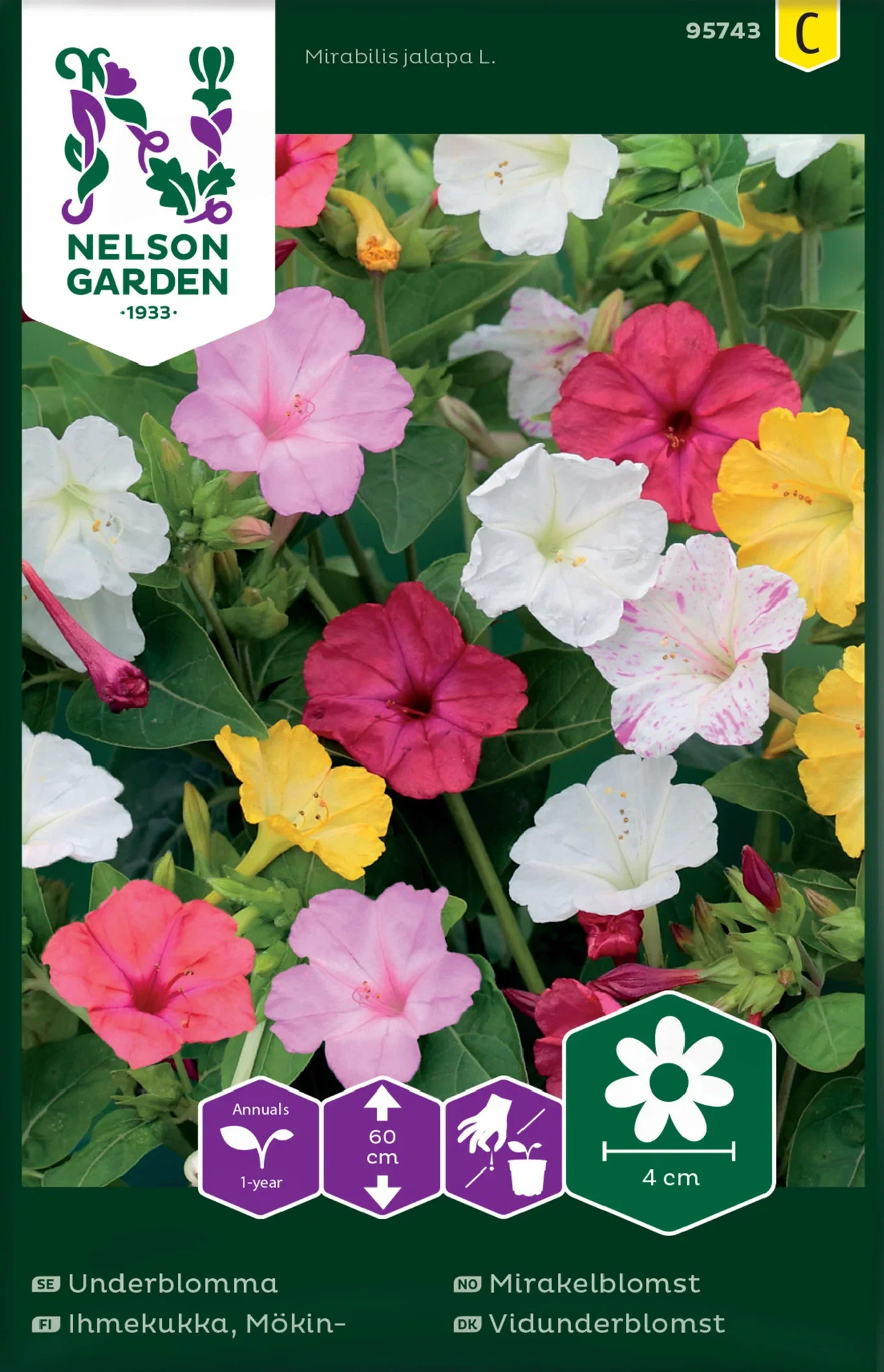 Mirabilis jalapa L. Mirakelblomst