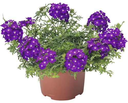 Verbena, Vervain FloraSelf Verbena x Hybrida Ø 10,5 cm pot