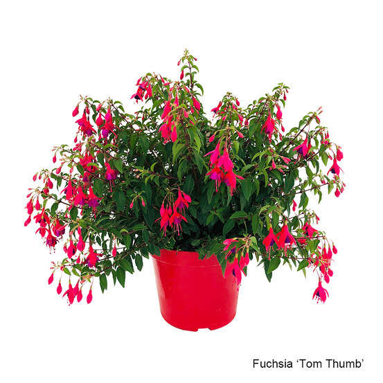 Fuchsia fleuri, variété variable : 7 Litres