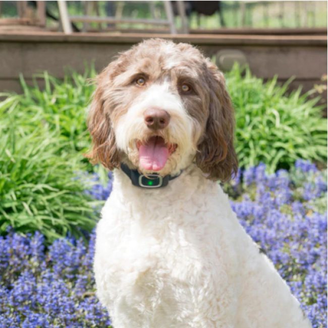 Collier anti-aboiement PetSafe Deluxe