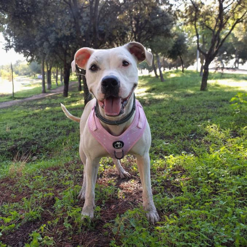 ONA - Coleira ajustável para cães Tail and Tropic