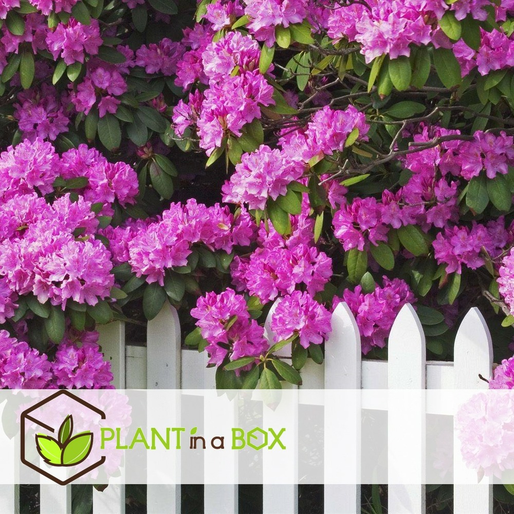 Rhododendron - mélange de 6 - violet,blanc,rose - pot 9cm - hauteur 25-40cm