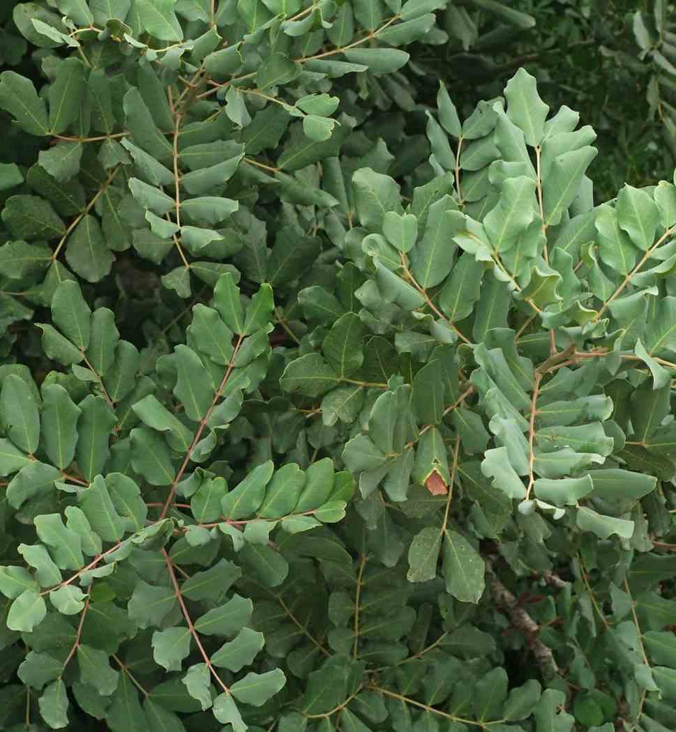 Ceratonia siliqua (caroubier) adulte substitut au chocolat vert - taille pot 350l- 200/250cm - peri 50/60