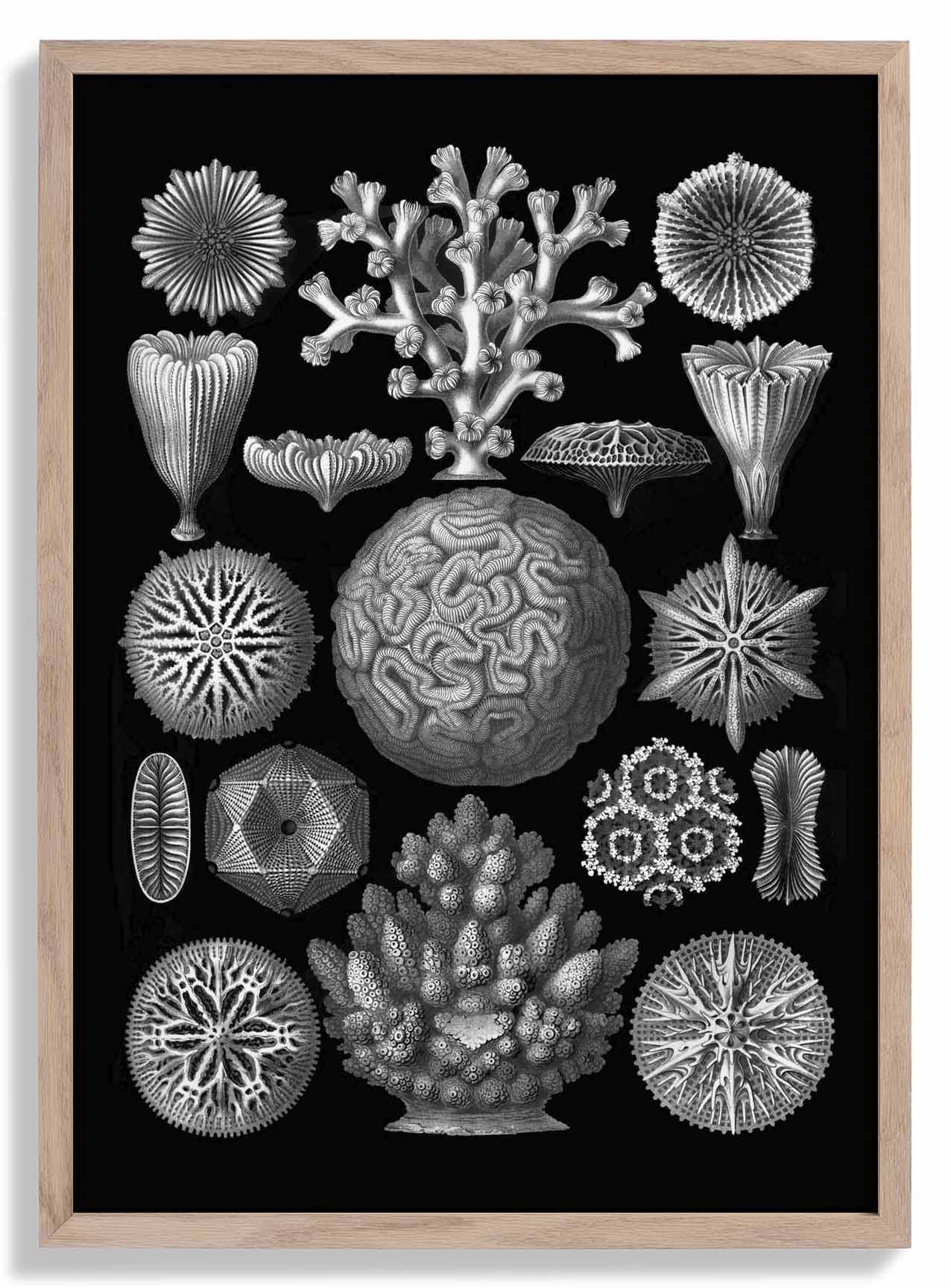 Hexacoralla von Haeckel