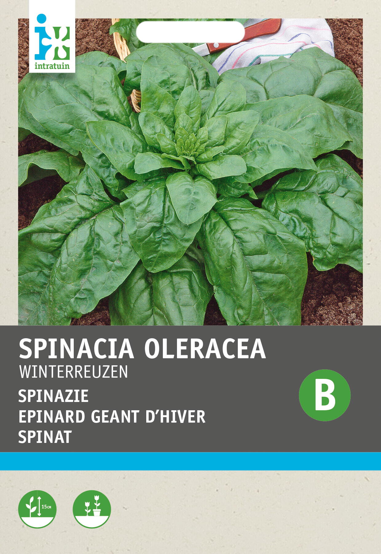 Intratuin groentezaad Spinazie rond zaad (Spinacia oleracea 'Winterreuzen')