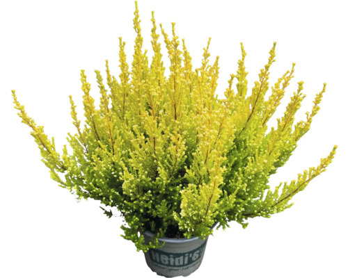 Heide Heidi's® Erica gracilis Ø 12 cm pot willekeurige variëteitselectie