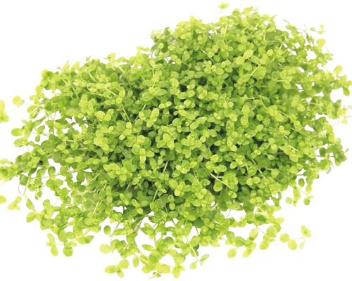 Aquarium waterplantenpakket XL 