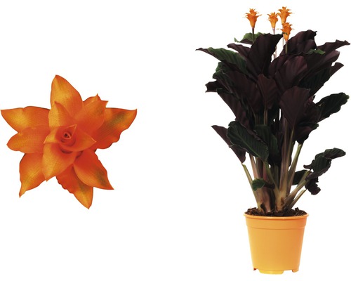 Calathea crocata 'Tassmania' (FloraSelf) 45-50 cm hoog, potdiameter 14 cm