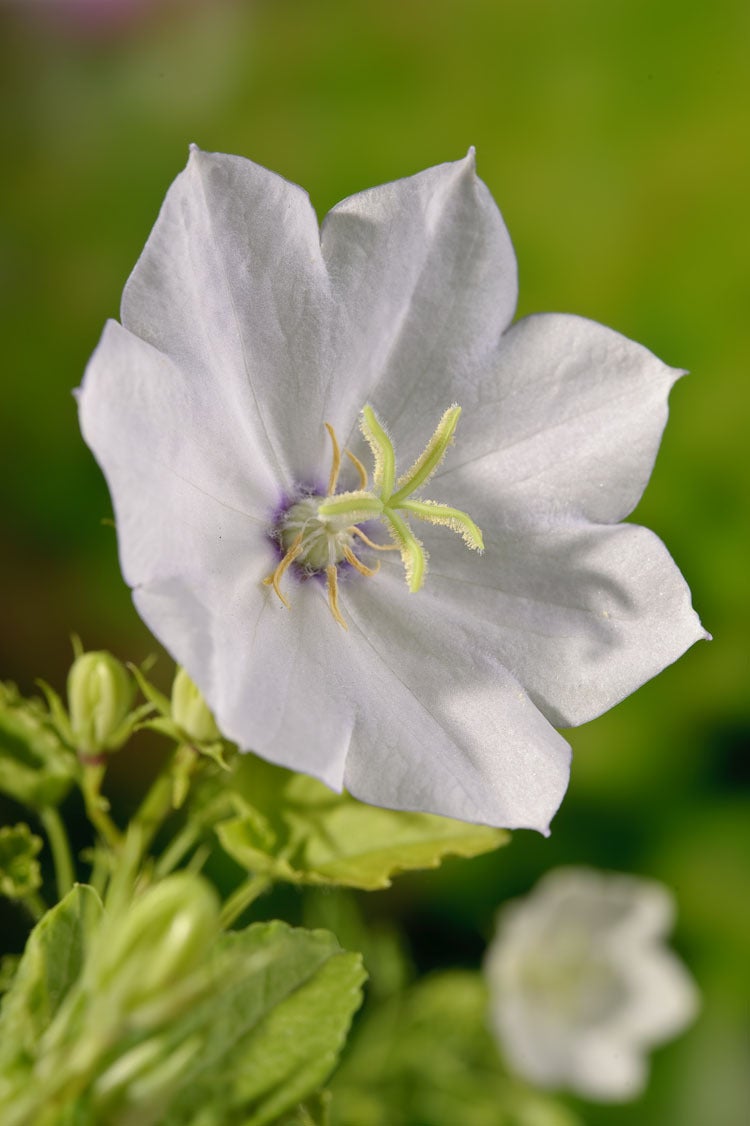 Klokjesbloem (Campanula carpatica 'Weisse Clips') D 9 H 5 cm