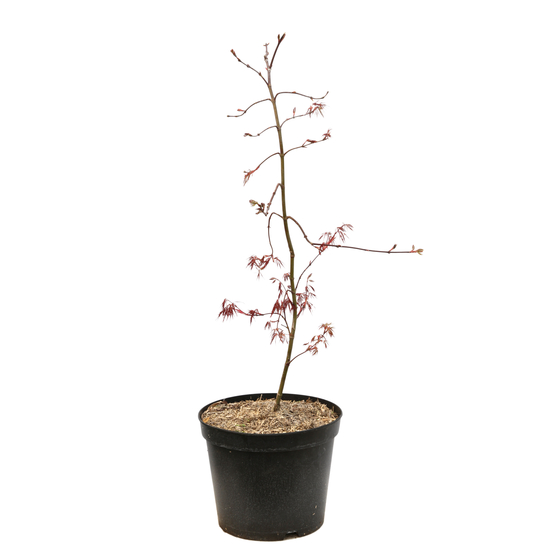 Acer dissectum 'Crimson Queen : C7L