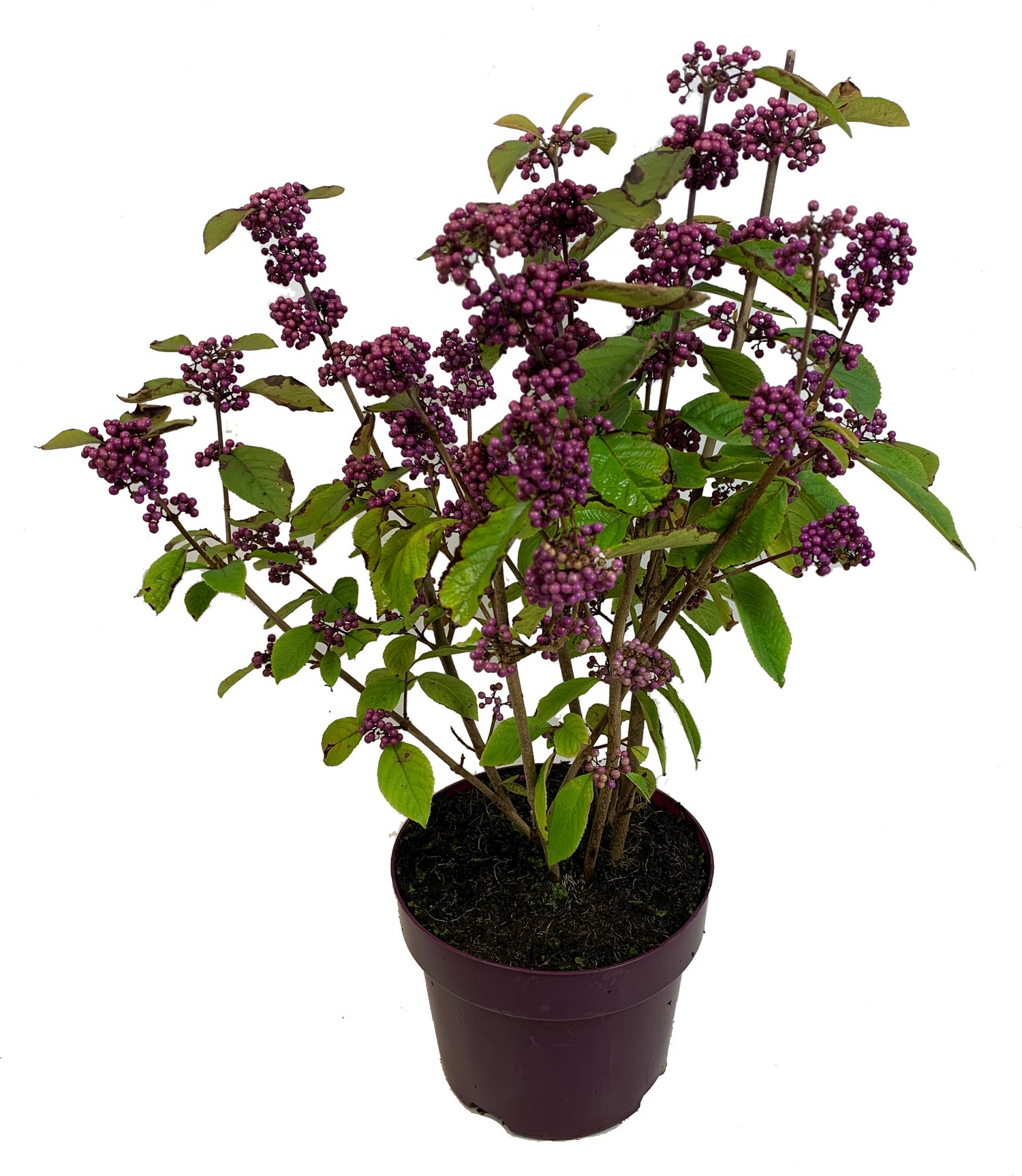 Schoonvrucht (Callicarpa bodinieri 'Profusion') D 19 H 60 cm