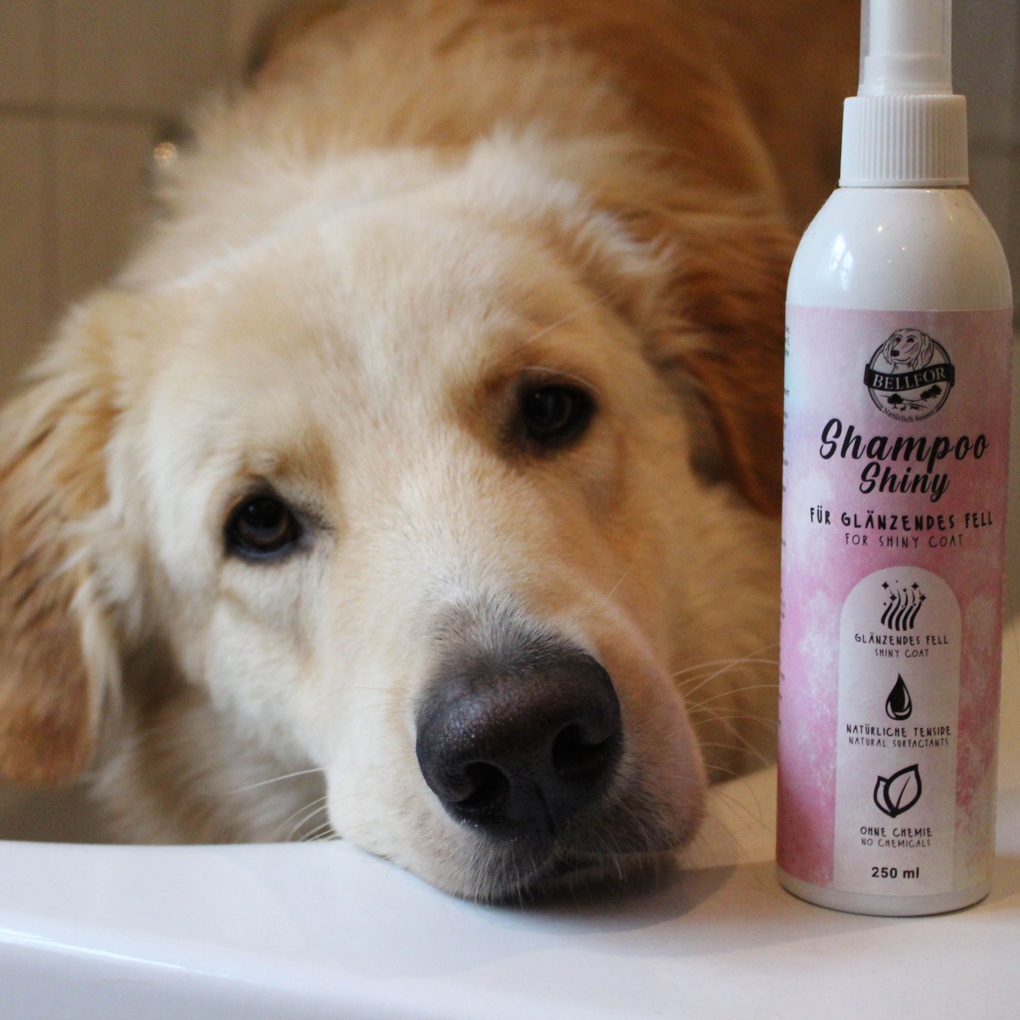 Bellfor Hundeshampoo Shiny von Bellfor - für glänzendes Fell.Richtig Fellpflege für Ihren Hund