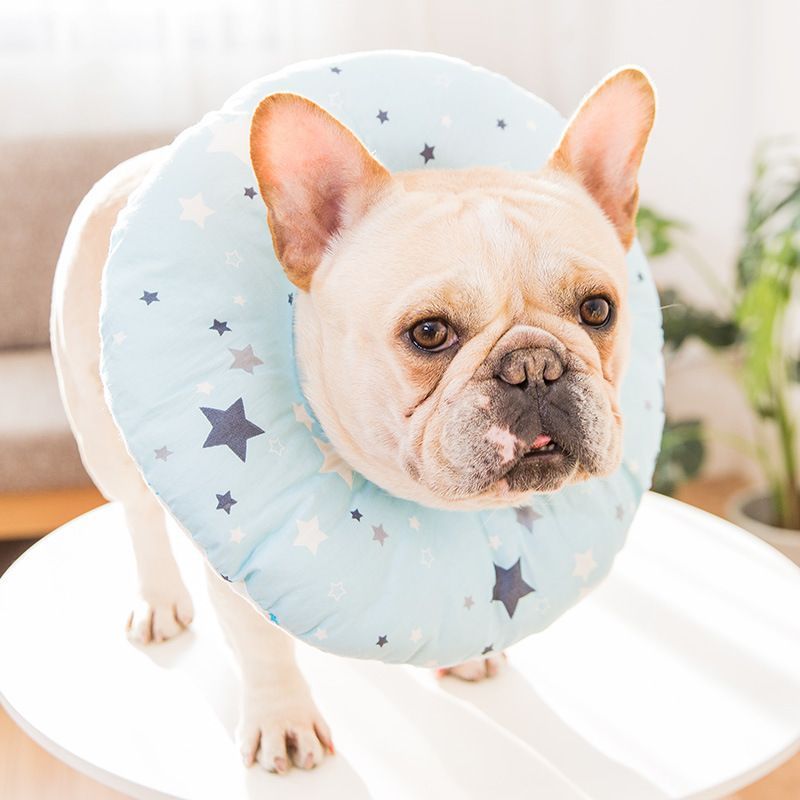 Cissilli - Print Pet Recovery Collar