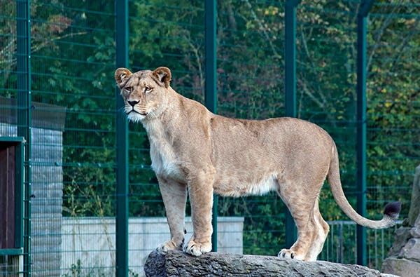 Löwen und Tiger füttern Lüdinghausen