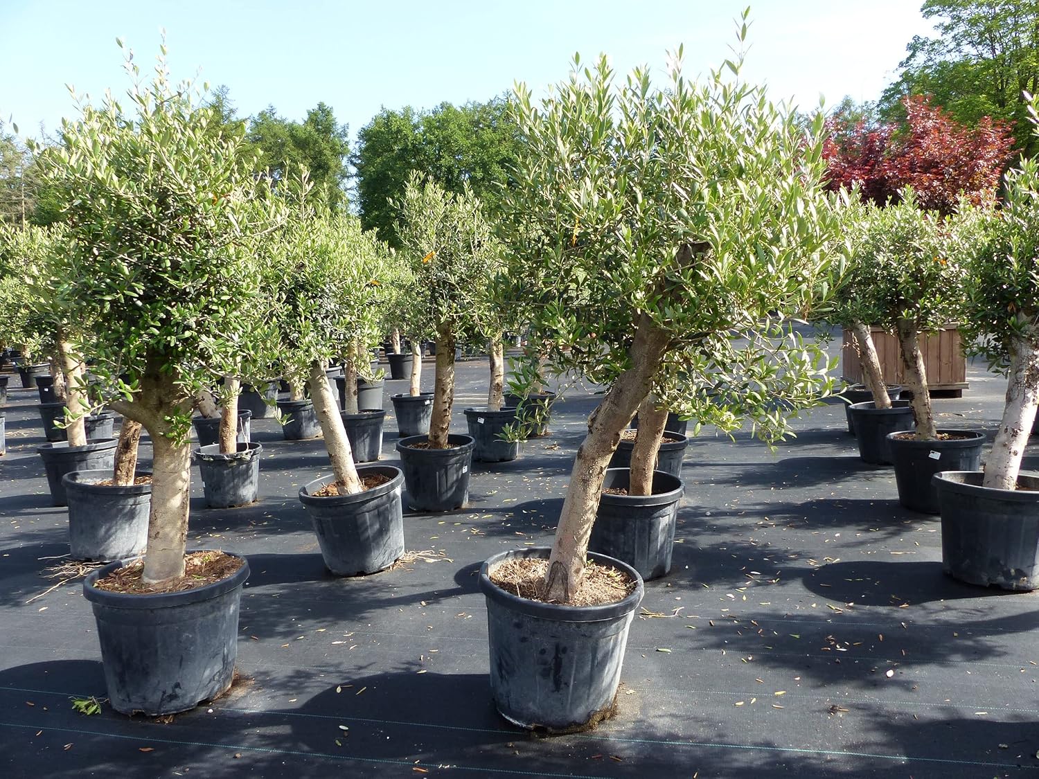 Olivenbaum Olive 'Angebot' 150-180 cm, beste Qualität, winterhart, Olea Europaea, dicke Stämme 20-35 cm Umfang