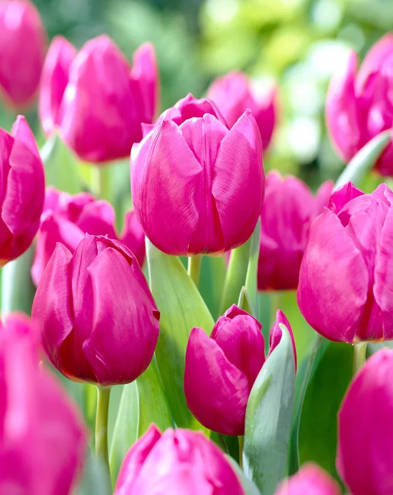 Tulipa gesneriana (Early singel flowering Group) 'Purple Prince' Tulipan 'Purple Prince'