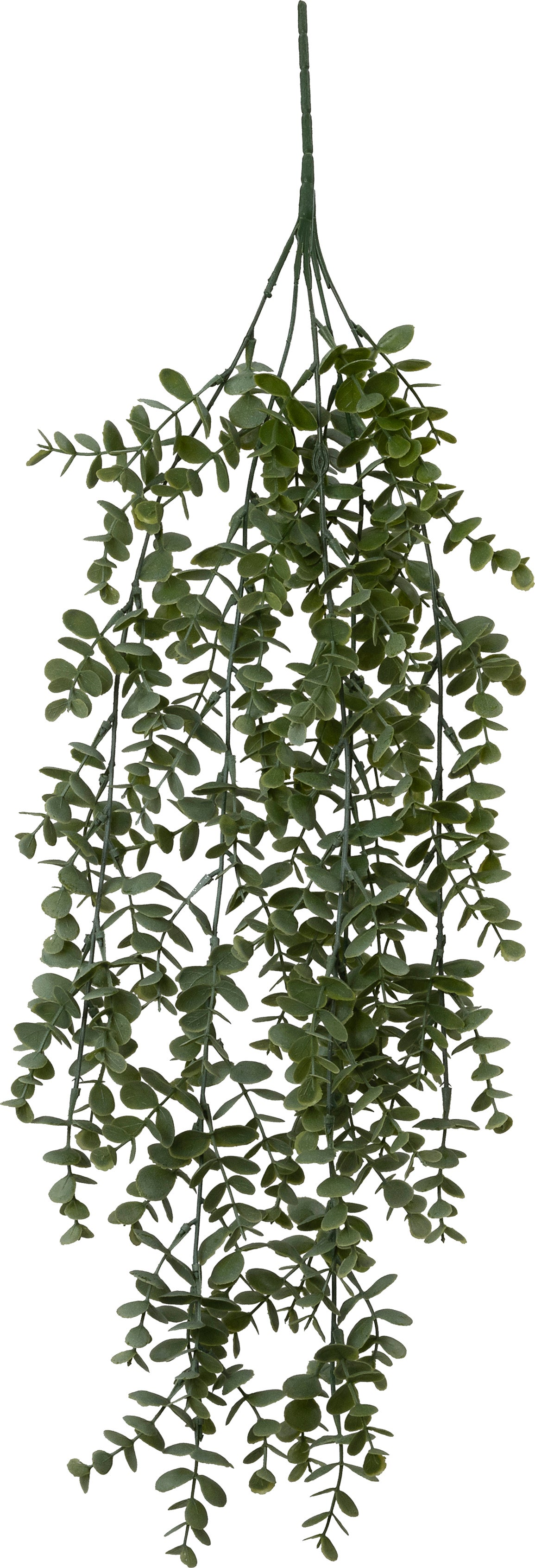 Intratuin kunsthangplant Eucalyptus witbont 20 x 30 x 72 cm