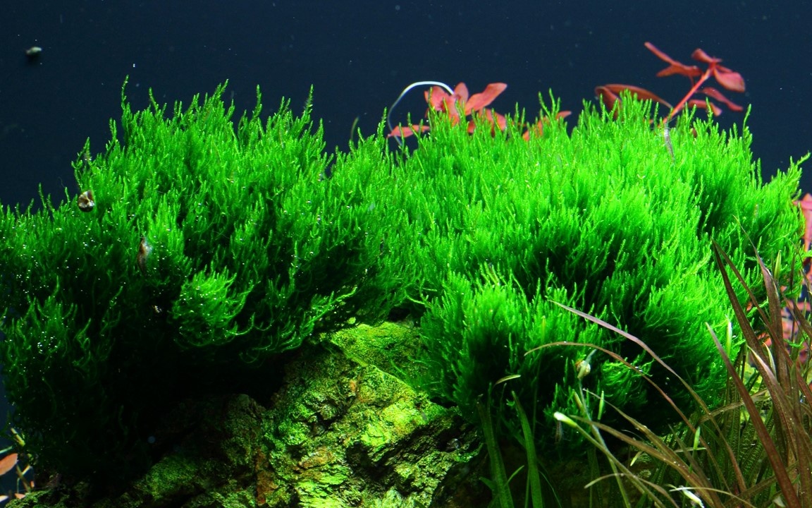 Waterplant Taxiphyllum sp. Flame Moss