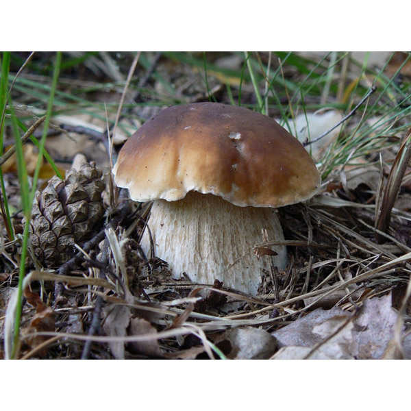 Cèpes au vinaigre