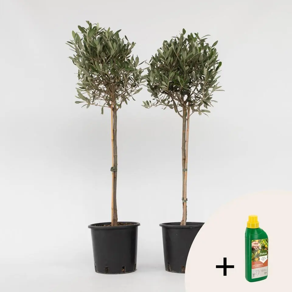 Olijfboom met voeding - Set van 2 - Olea europaea - Hoogte 90-100cm - ⌀21cm