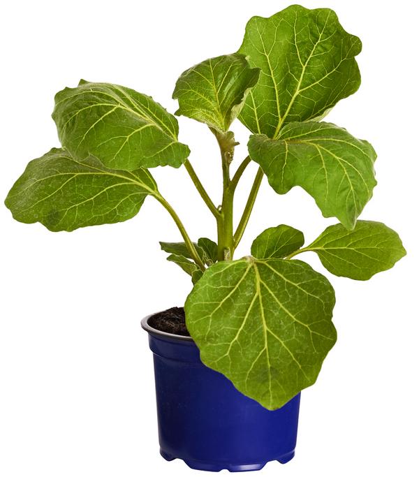 Dehner Gourmet Garten Tigeraubergine