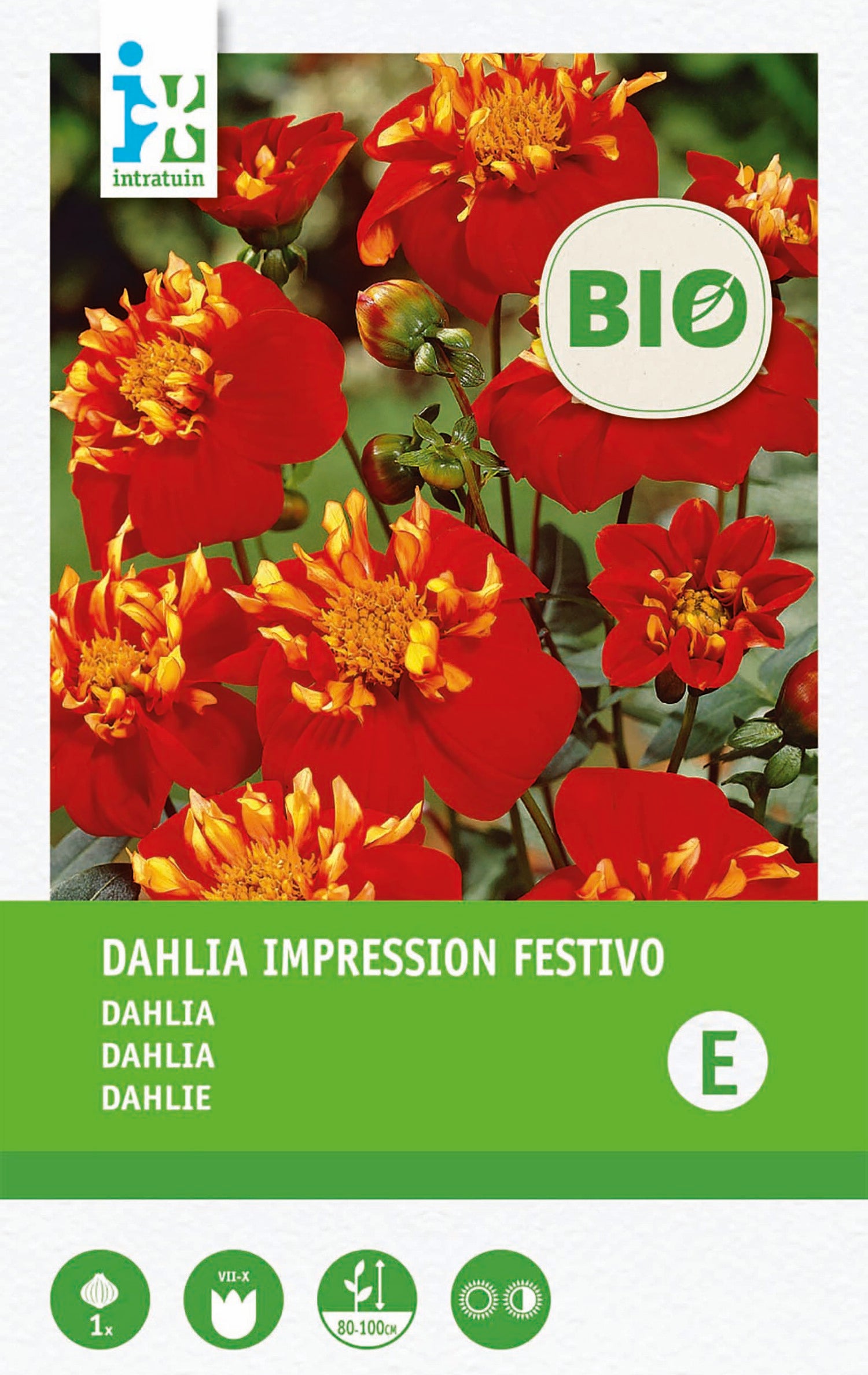 Intratuin biologische Dahlia knol (Dahlia 'Impression Festivo')