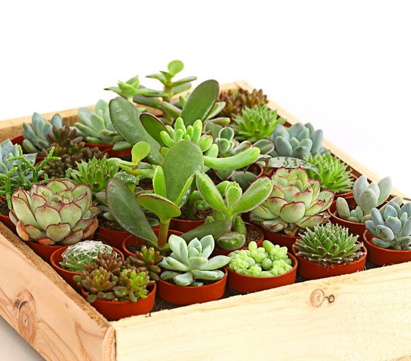 Mini Sukkulenten-Set, verschiedene Sorten in