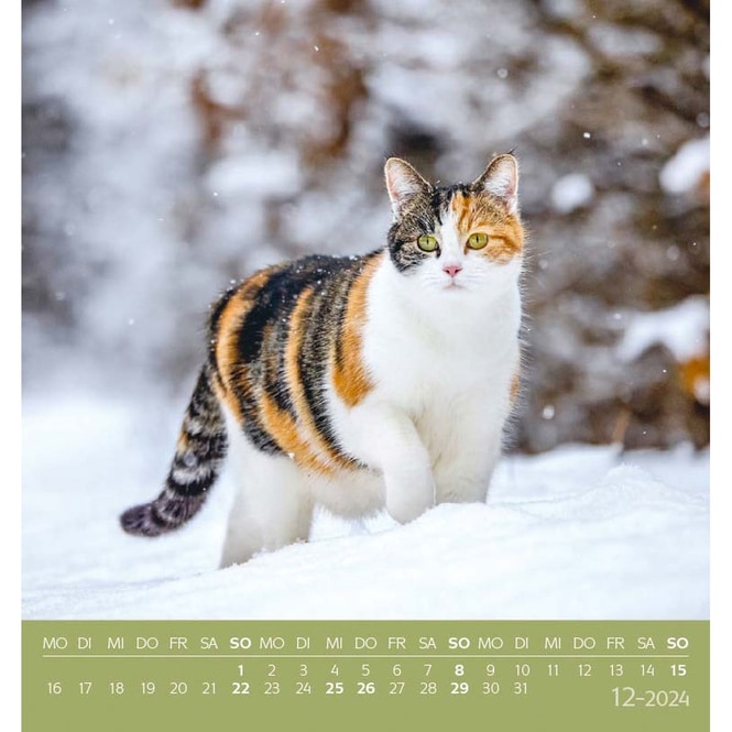 Postkartenkalender - Schmusekatzen - 2024